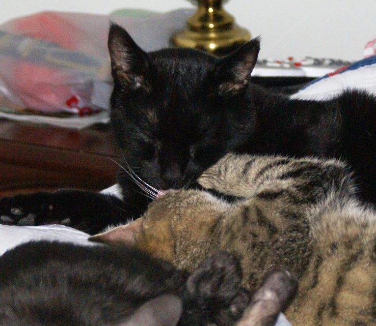Felix Slips Mazie Some Tongue small Felix Slips Mazie Some Tongue small
