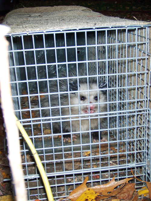 Polly the Possum