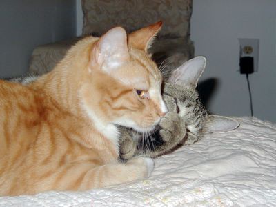 Best Friends Best Friends