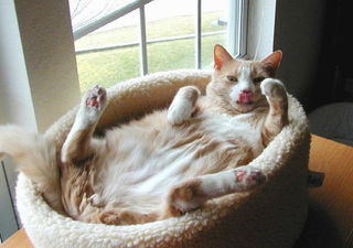 Lettin' it all hang out