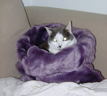 Lucy_in_her_new_fancy_bed_1