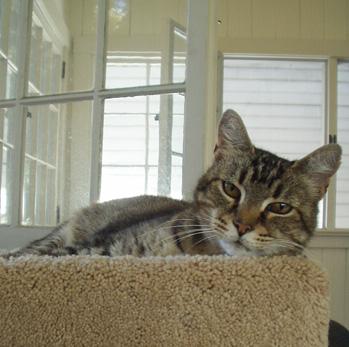 Patti Peaches