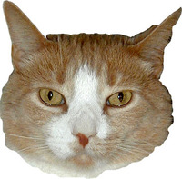 Ricky headshot Ricky headshot