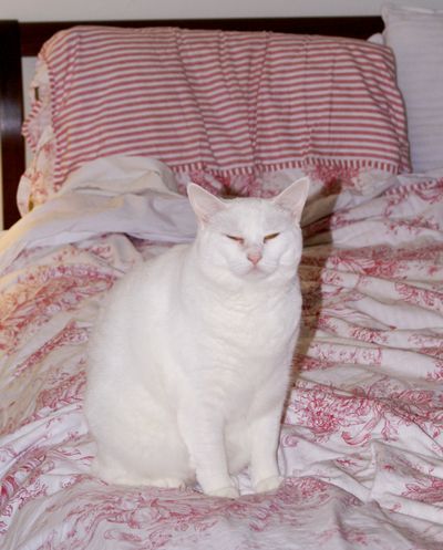 Beautiful Mrs. Lilly White
