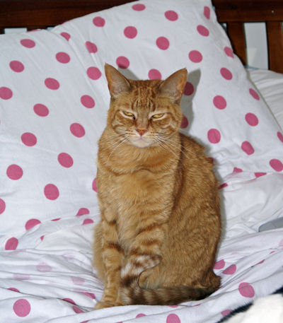 Georgie_Small Georgie_Small
