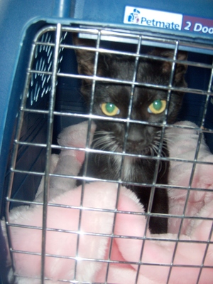 Freddie on the way home