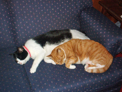 True Love