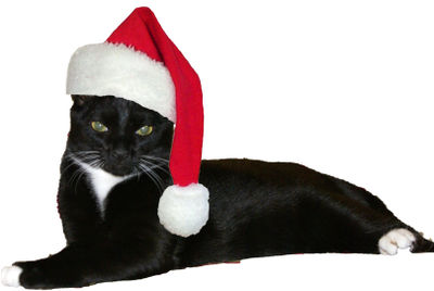 Santa Freddy Small