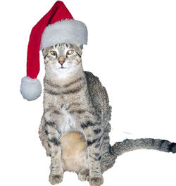Santa Mazie Grace copy Santa Mazie Grace copy