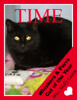 2008 Cat of the Year copy