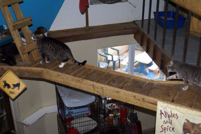 Kitty Crossing