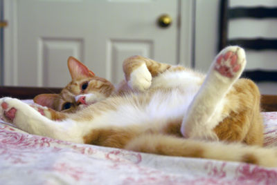 Daydreamin'