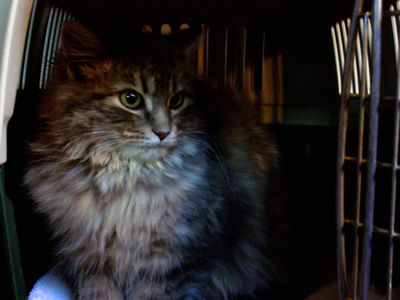 Gracie