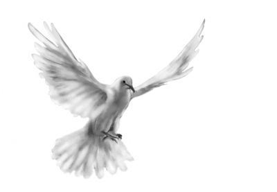 Dove_flying Dove_flying