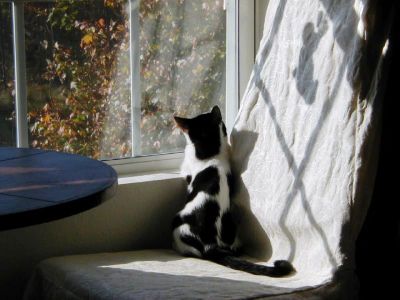 Baby elsie in a sunbeam