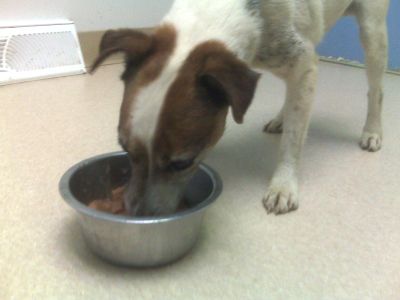 Boy Dog