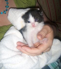 Sweet Baby Boy_Small