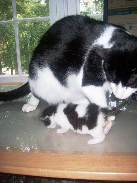 Black_and_Whites_Big_and_Little_small[1]