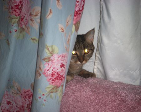 Coco's Hidey Place