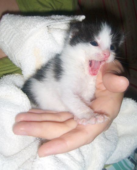 Yawning baby boy_Small
