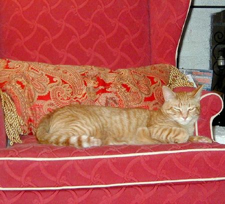 Georgie in redc chair