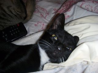 Freddy dreamin'