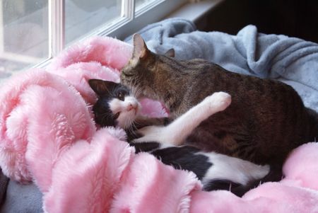 Mazie Bathin' her Baby 1