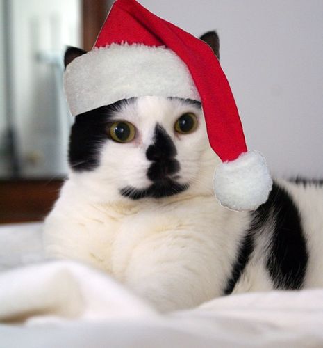 Elsie Fallulah Graves_Top Cat_Santa copy_Small Elsie Fallulah Graves_Top Cat_Santa copy_Small