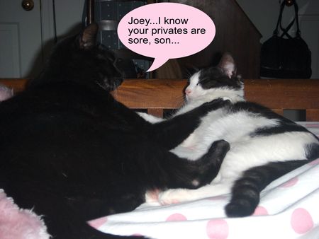Freddy and Joey 1 copy