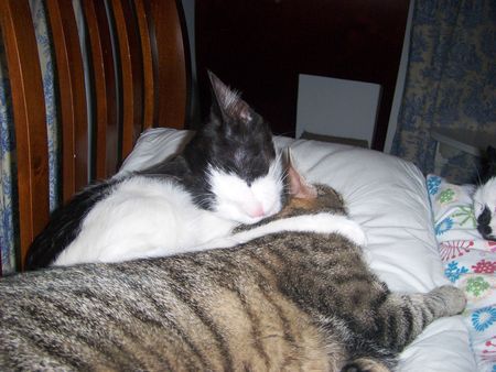 Joey lovin' on Mazie Grace