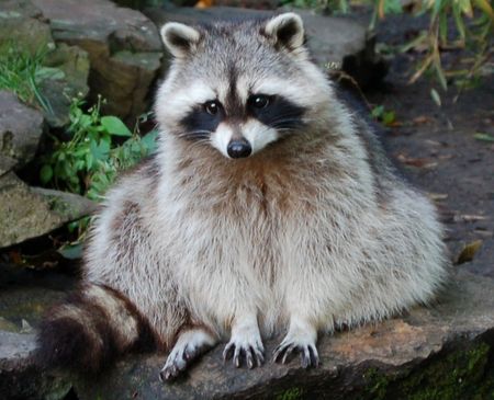 Rocky Raccoon