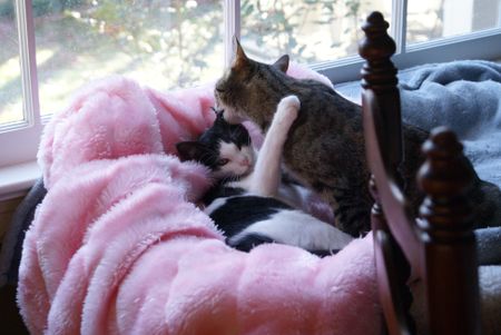 Mazie Bathin' her Baby 2
