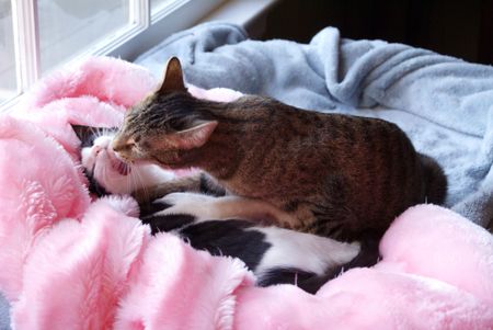 Mazie Bathin' her Baby