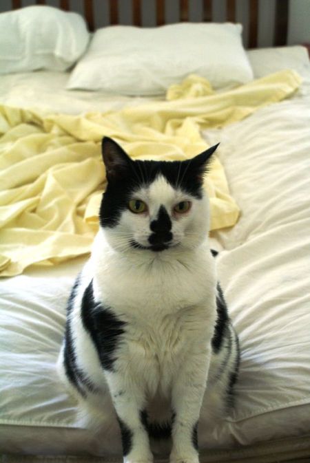 Elsie_Large