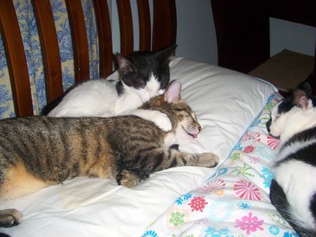 Joey lovin' on Mazie Grace 1
