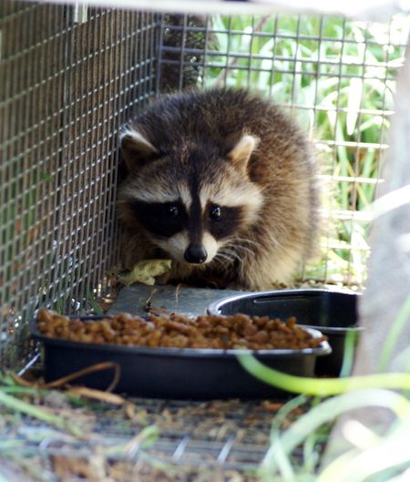 Poor Baby Raccoon_small