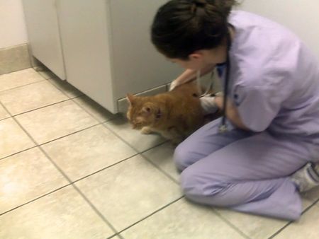 Fergie being examined at VRCC Fergie being examined at VRCC
