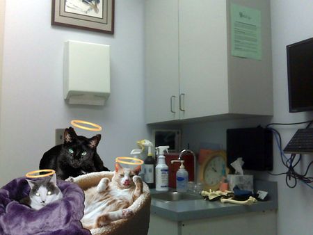 Angel Cats Watchin' Over Us copy Angel Cats Watchin' Over Us copy