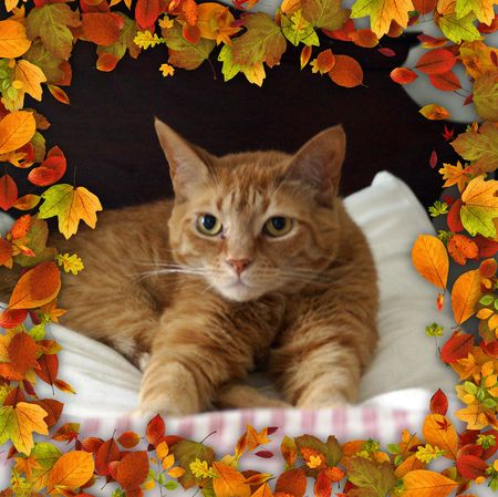 Georgie Porgie Puddinandpie_Fall Georgie Porgie Puddinandpie_Fall