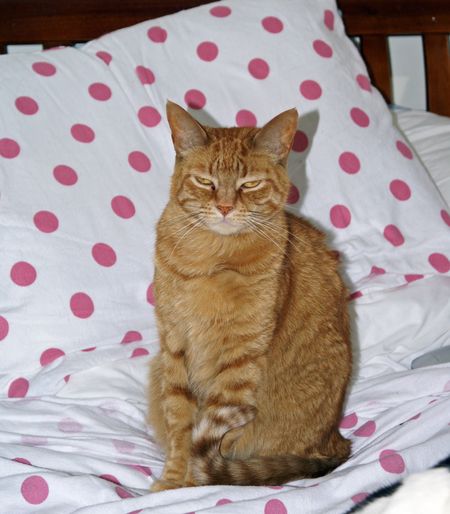 Georgie_Small