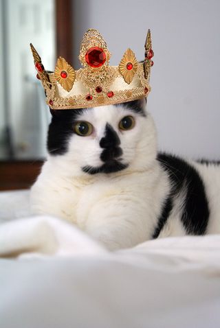 Queen Elsie copy Queen Elsie copy