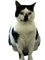 Cut-Out Elsie copy Cut-Out Elsie copy