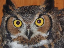 Brisco_GreatHornedOwl