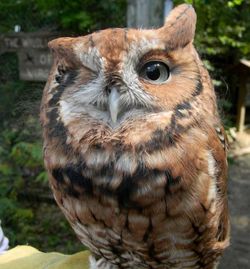 Pignoli_The_Screech_Owl