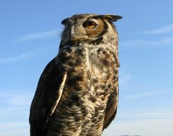 Quinn-GreatHornedOwl