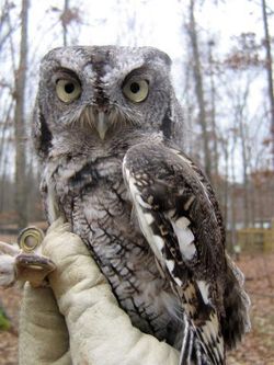 Alex_EasternScreechOwl