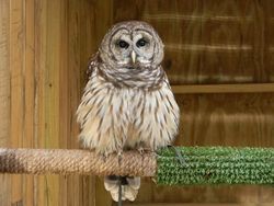 Gus_Barred Owl