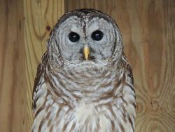 Athena_Barred Owl