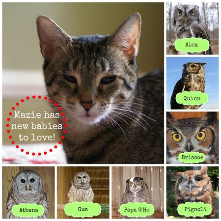 Mazie and Her Owl Babies2