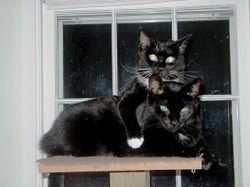 Elizabeth_taylor_and_felix
